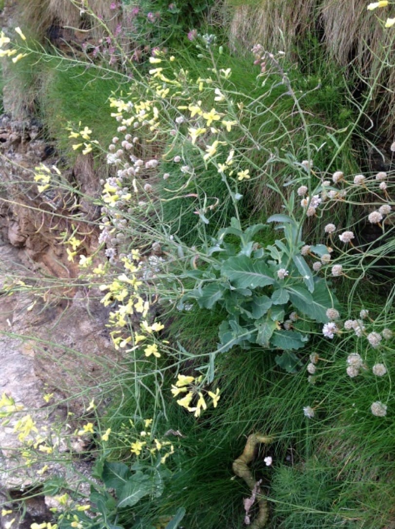 Domestication influences morphological and physiological responses to salinity in Brassica oleracea seedlings