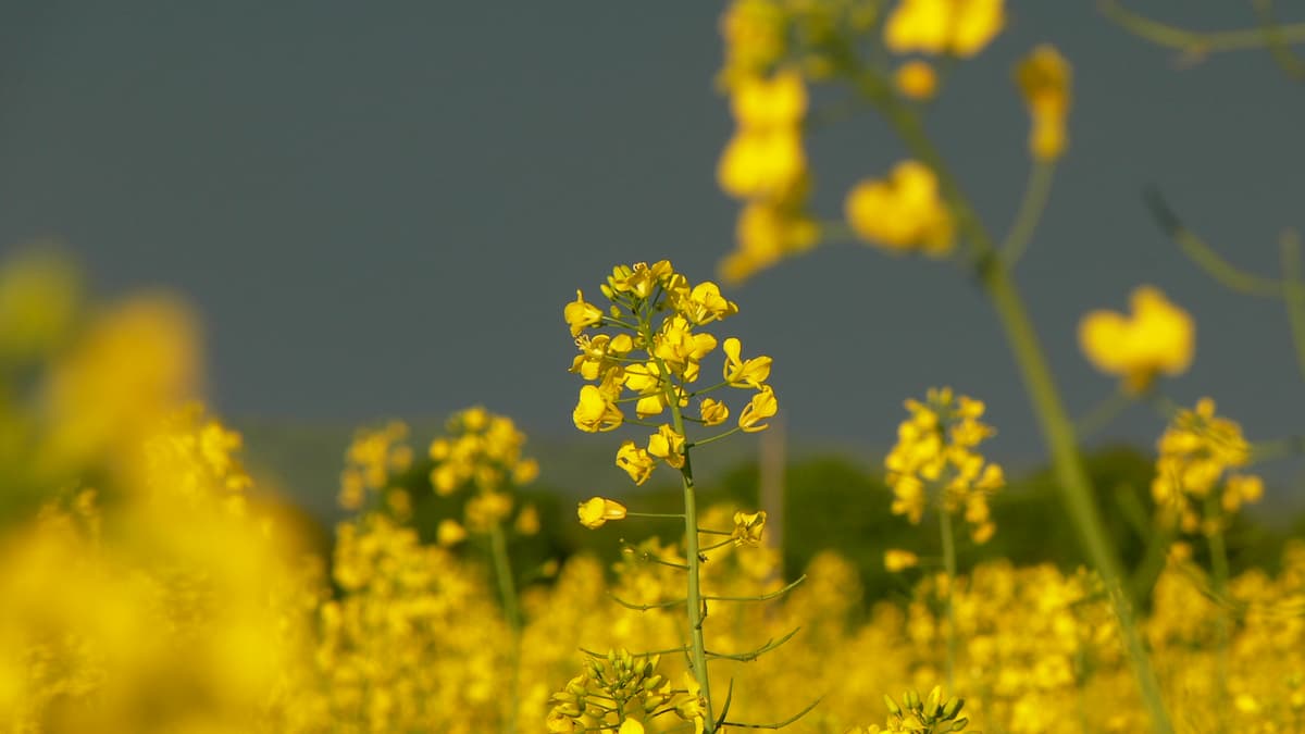 The defensive benefit and flower number cost of selenium accumulation in Brassica juncea