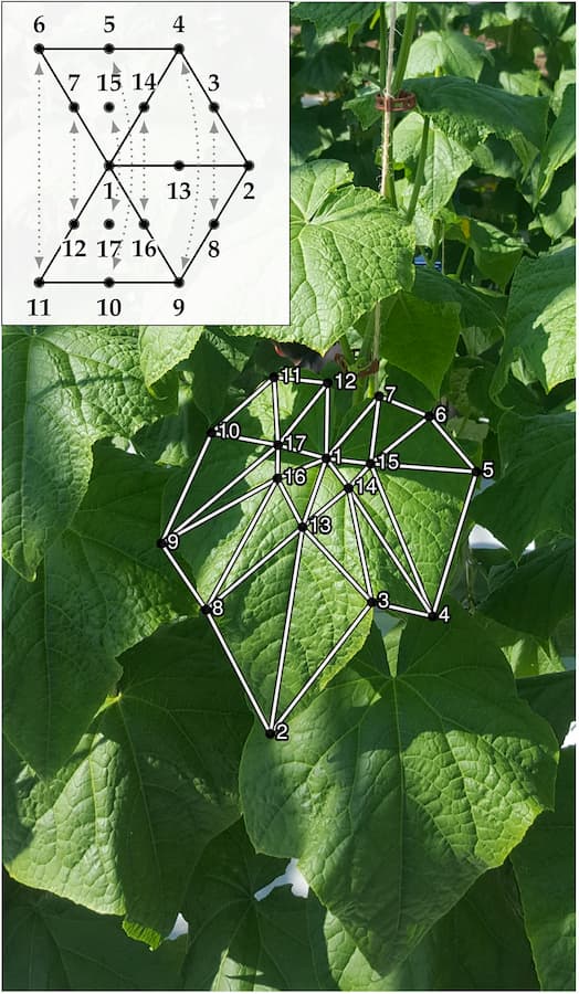 Modelling Three-Dimensional Leaf Shape Variation