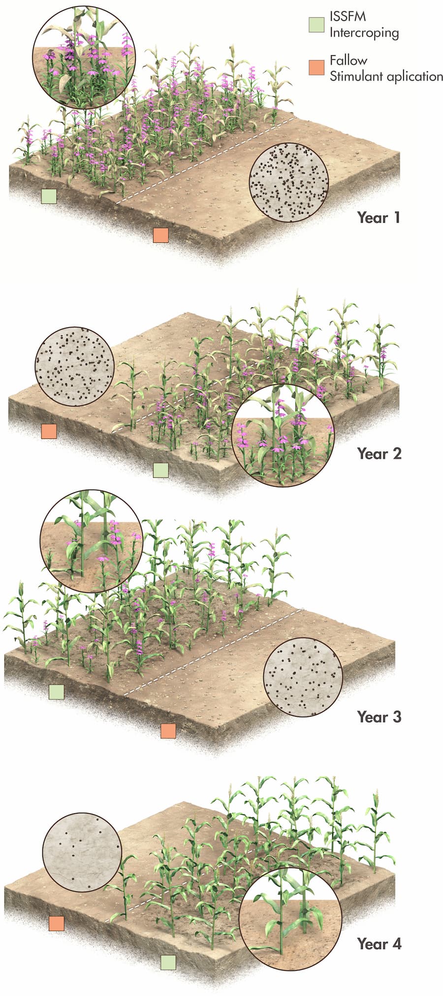 Diagram of repeated strigolactone treatments