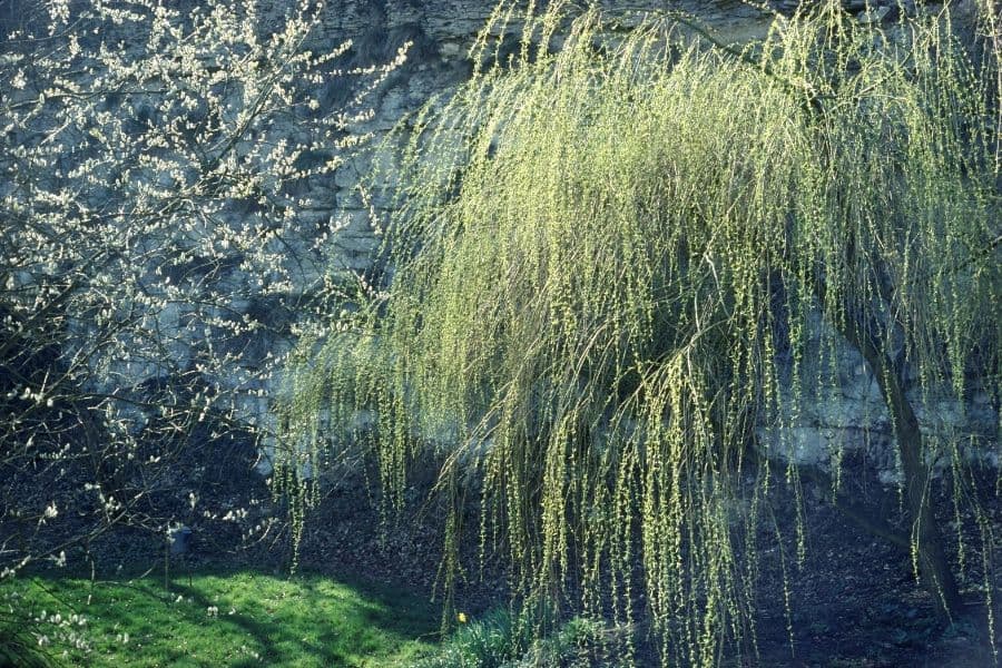 Biofuels grow better when willows weep less