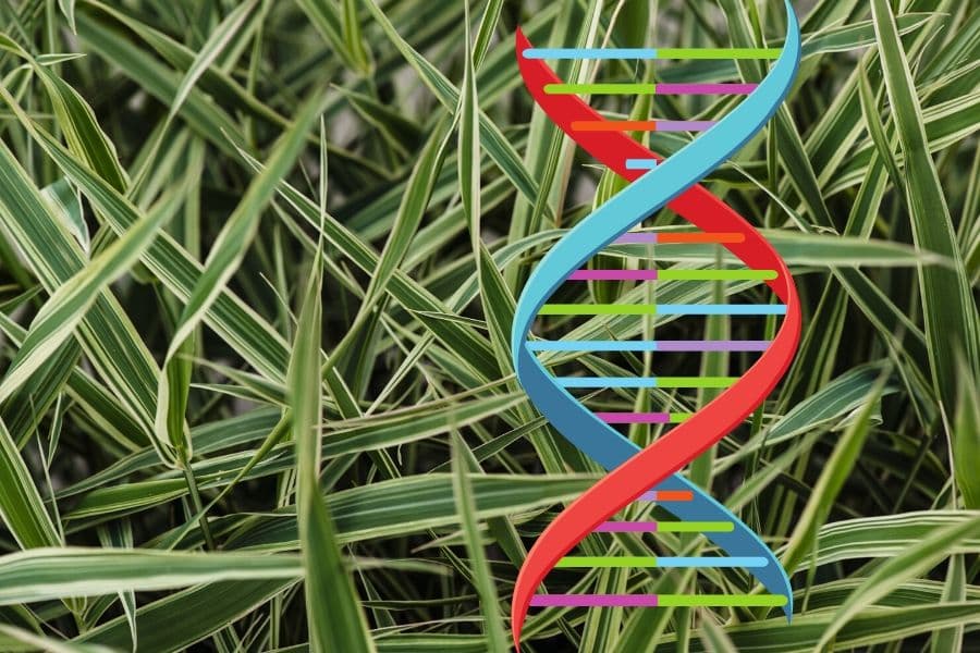 Understanding gene expression under flooding and drought stress in Phalaris arundinacea and Dactylis glomerata