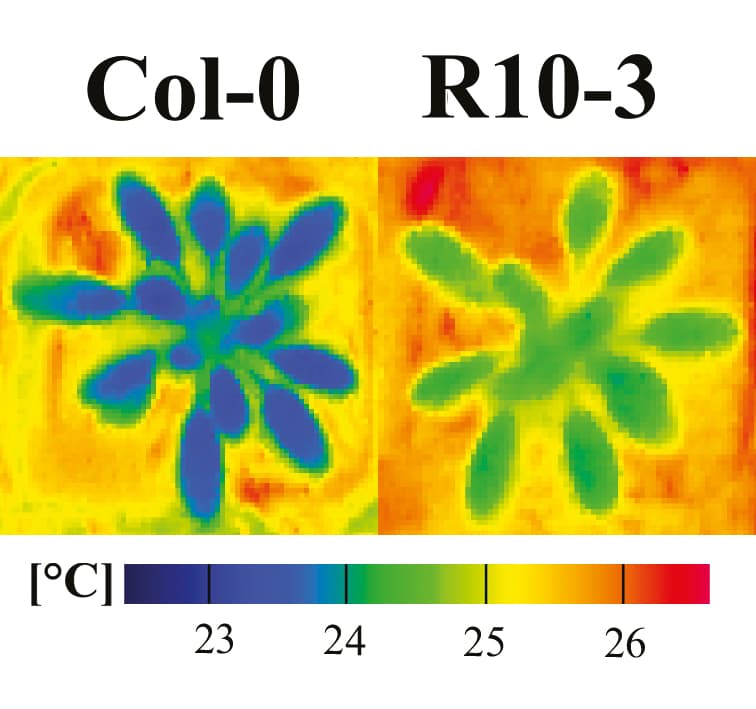 Abscisic acid receptors in Populus canescens aid water use