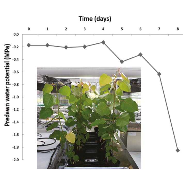 Progression of drought drives metabolomic responses in Poplar
