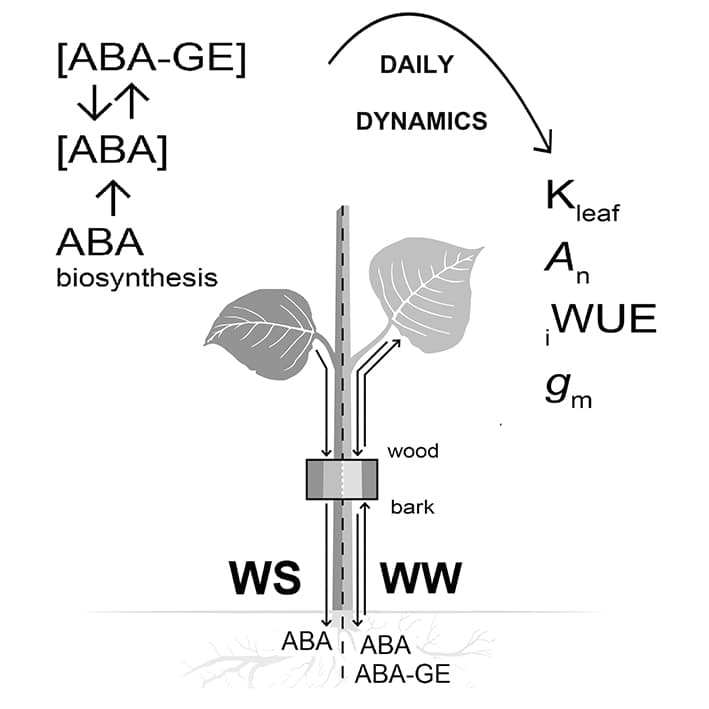 Effects of ABA dynamics on poplar acclimation to drought