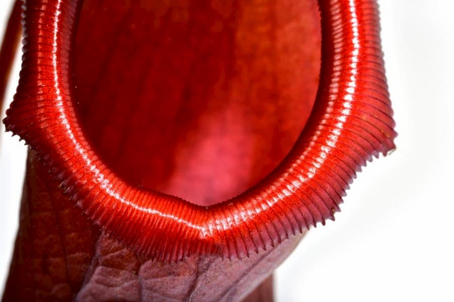 UV light can guide flies to an Utterly Voracious plant