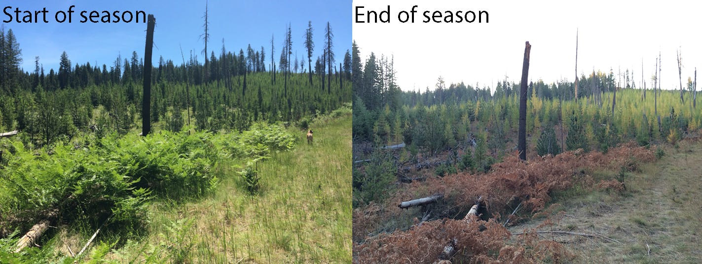Drought tolerance strategies of conifer species in the northwestern US