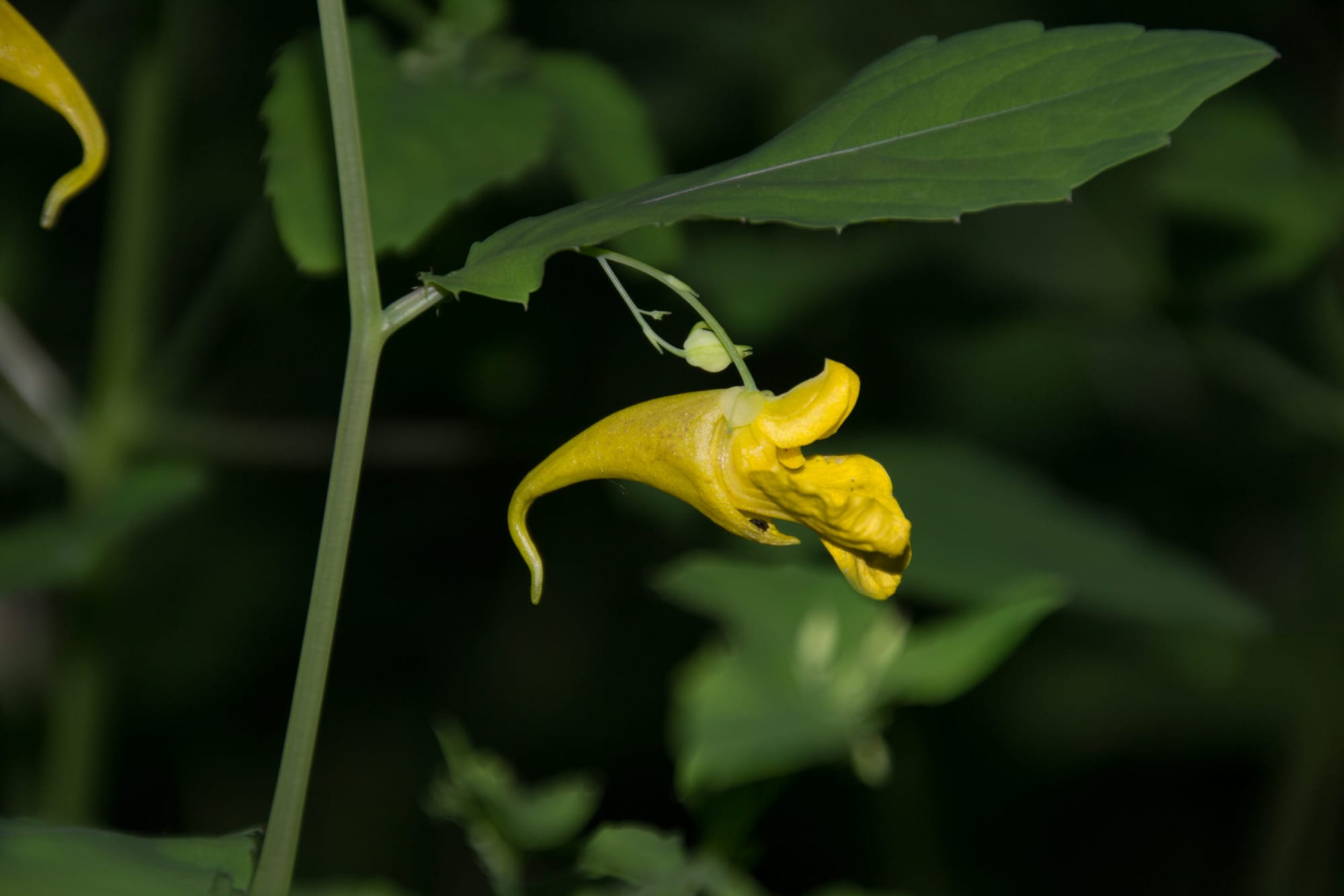 Ovule and seed production patterns in relation to flower size and floral symmetry