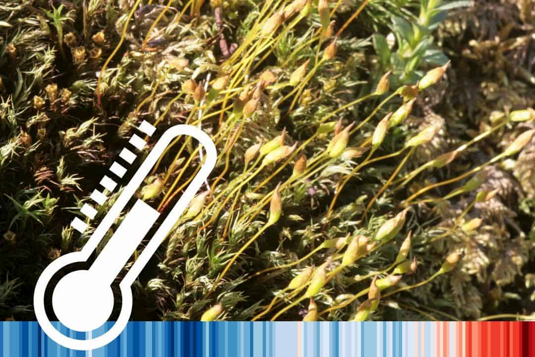 A warming Antarctic is changing how mosses have sex