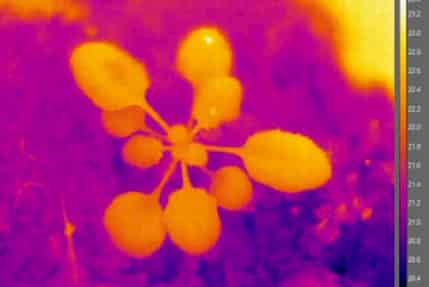Arabidopsis under IR light.