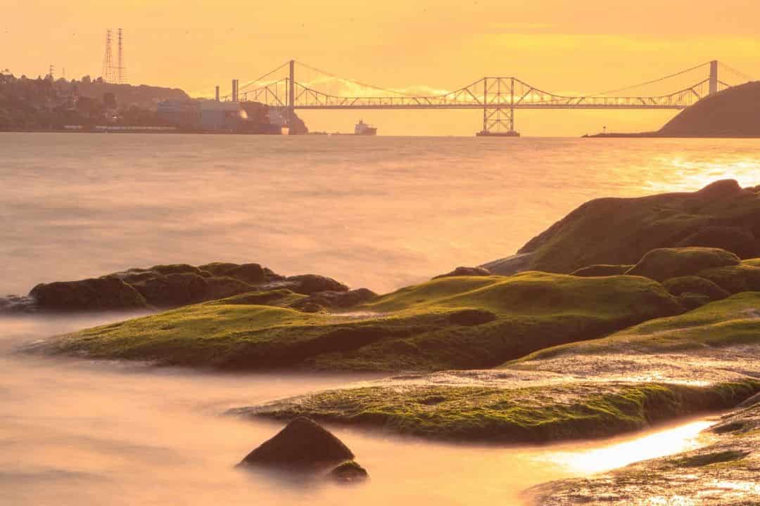 Hybrids may succeed where invasive species fail as sea levels rise