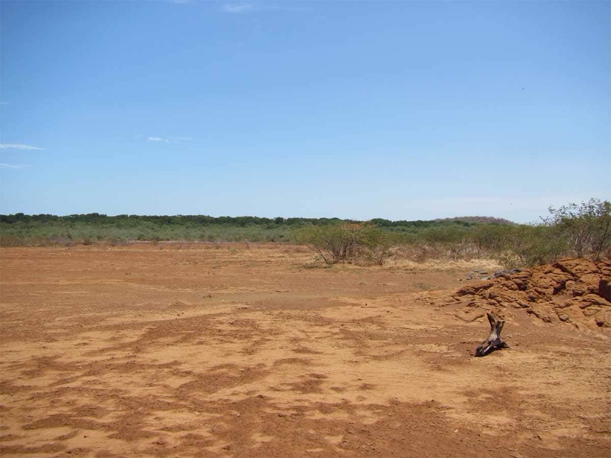 Seedling responses to salinity of 26 Neotropical tree species