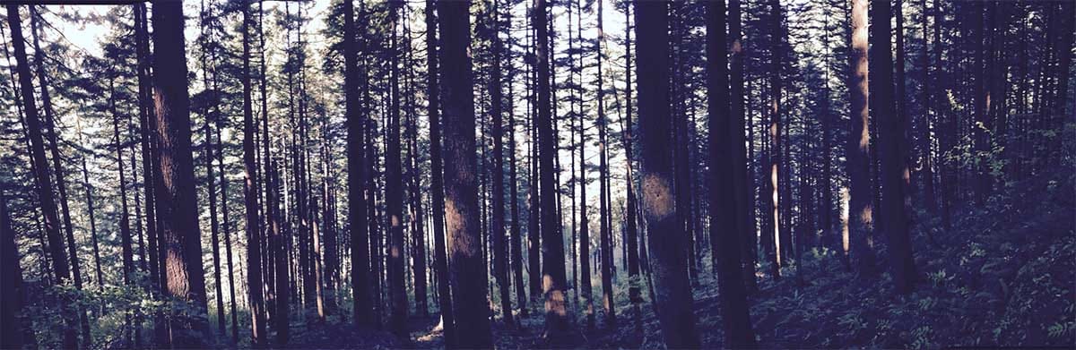 Thermal acclimation of plant respiration is tissue type specific