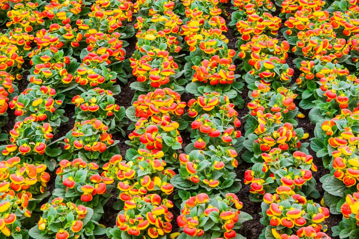 Even for specialists, floral morphology is influenced by both pollinators and climate