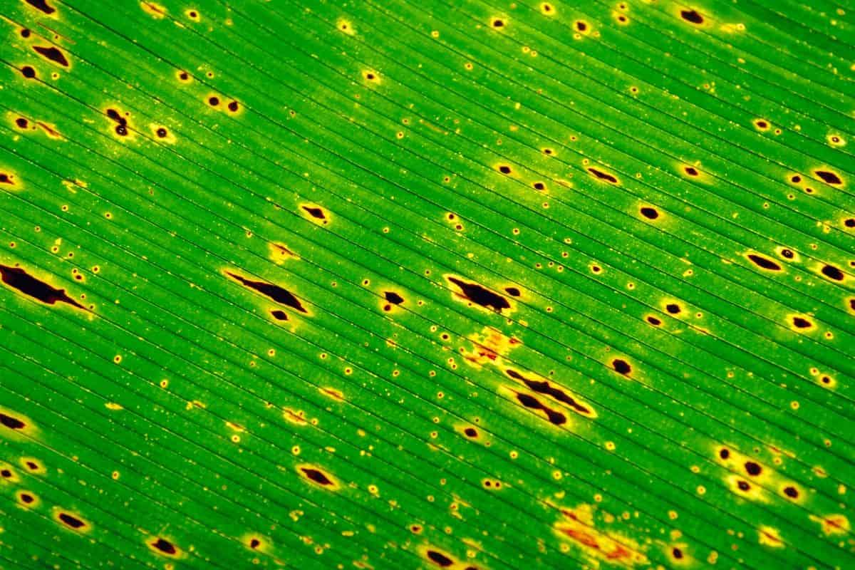 How do plants perceive damage to themselves?