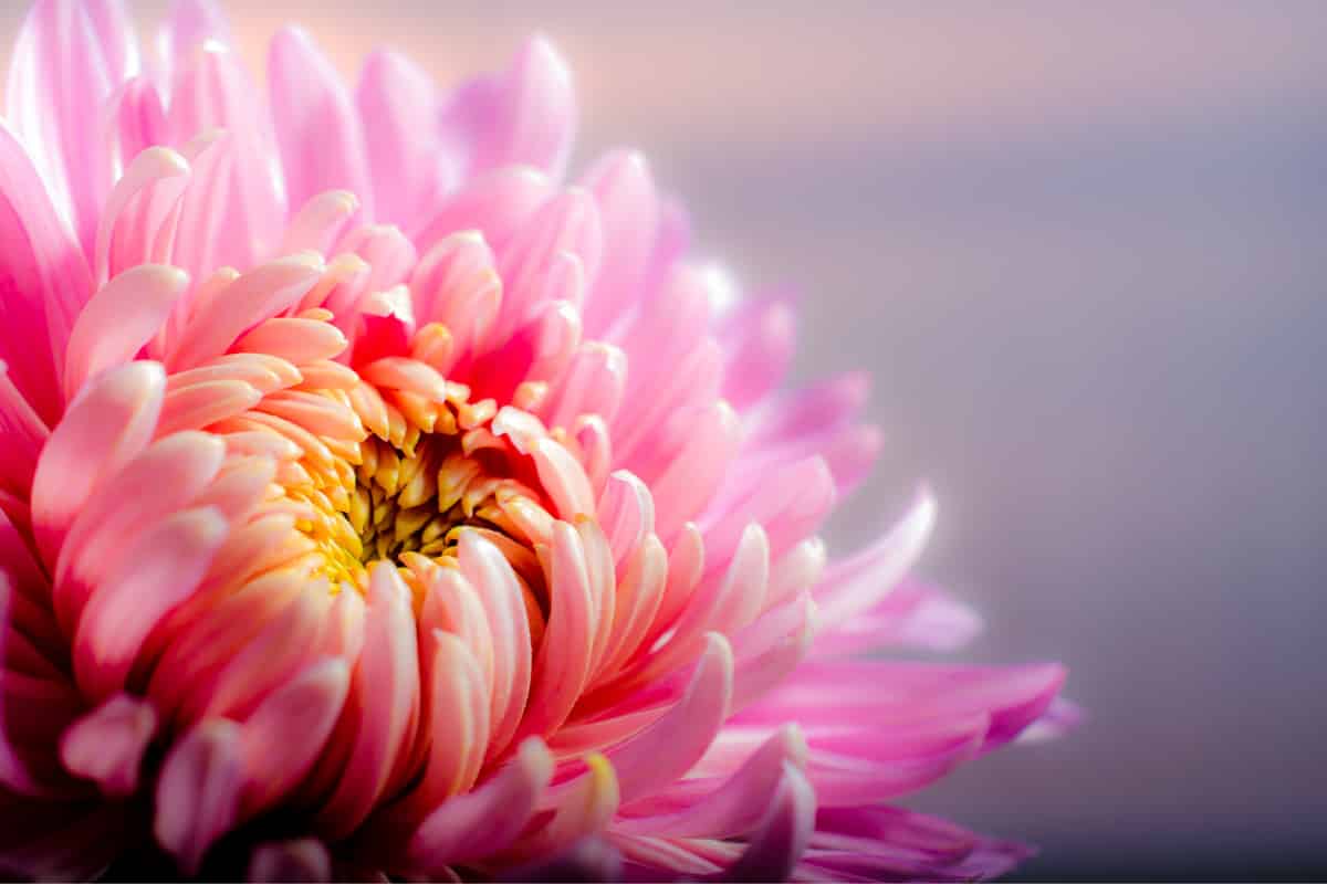 Plants can prepare soils to give other plants protection against pests