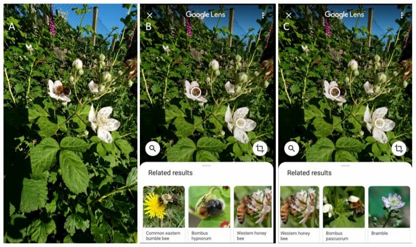 Plant blindness in smartphone identification applications – are we passing on our biases to our helpful apps?