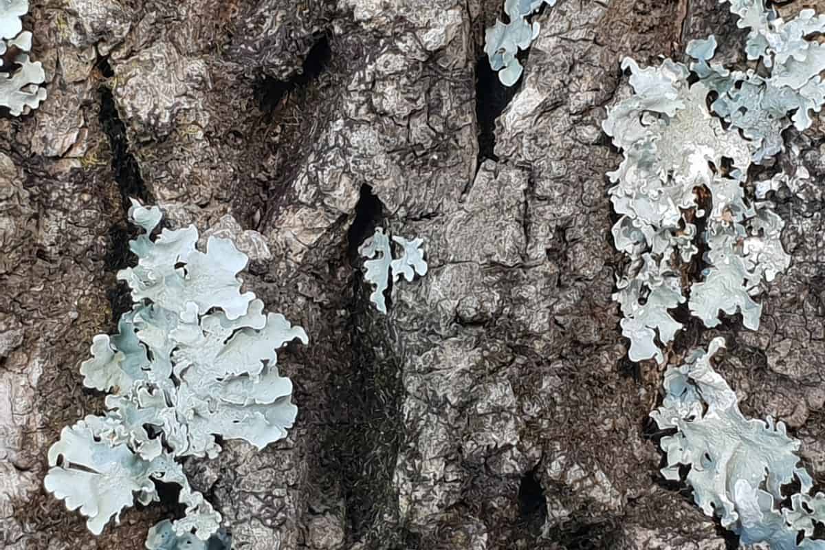 Lichen algae remodel their cell walls in response to drying
