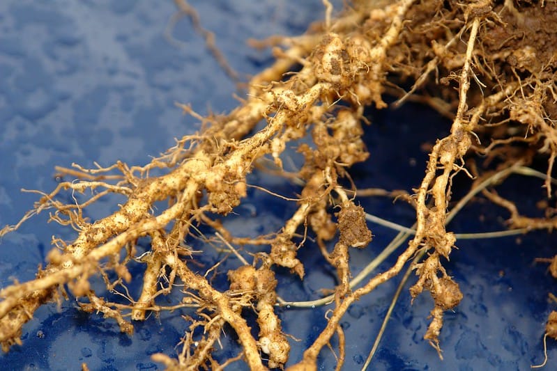 Control of root-knot nematode infection by rhizobacteria in tomato plants
