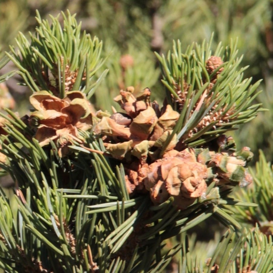 Resource allocation trade-offs in a mast-seeding conifer