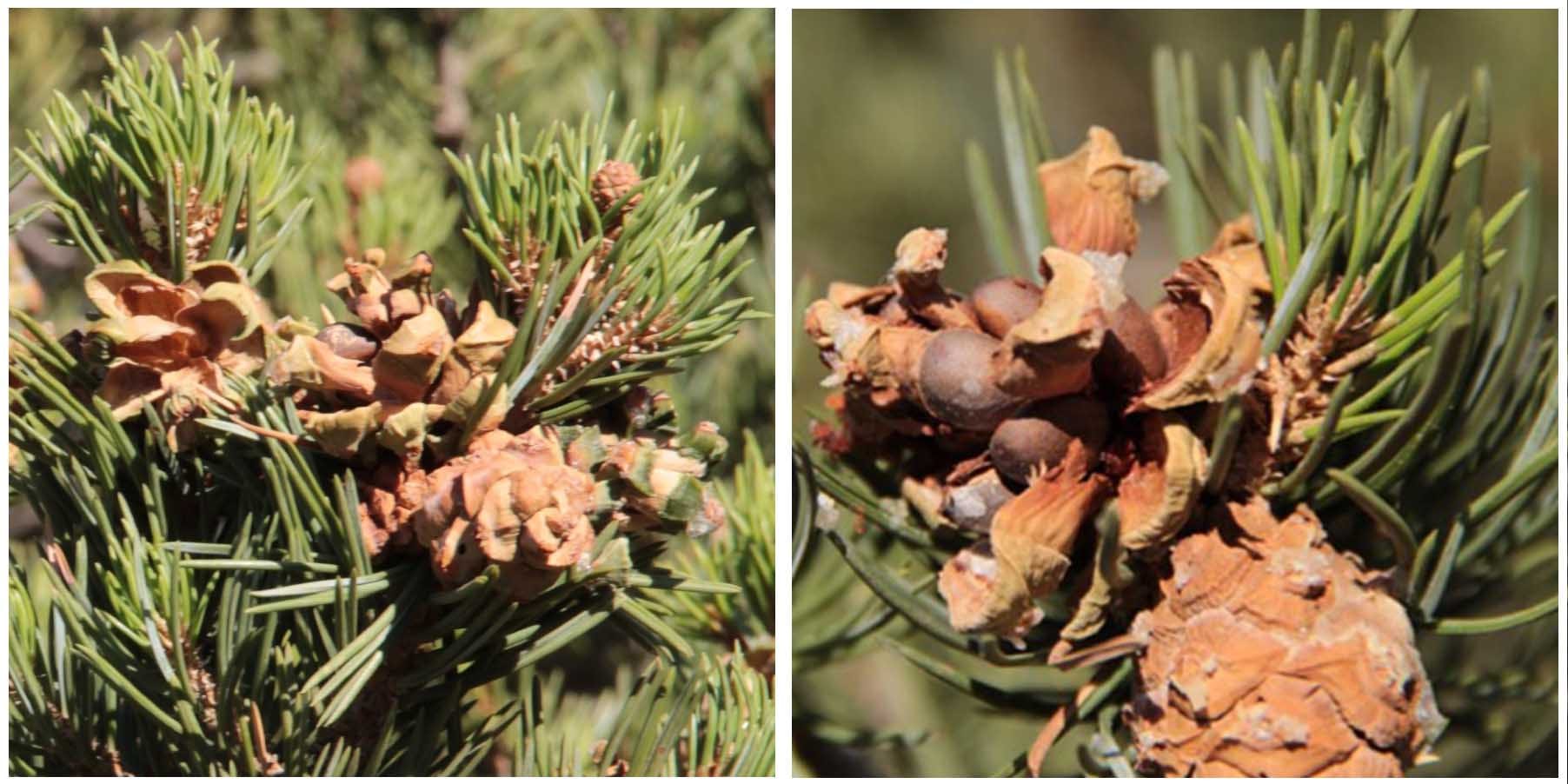 Pine cones on the studied trees