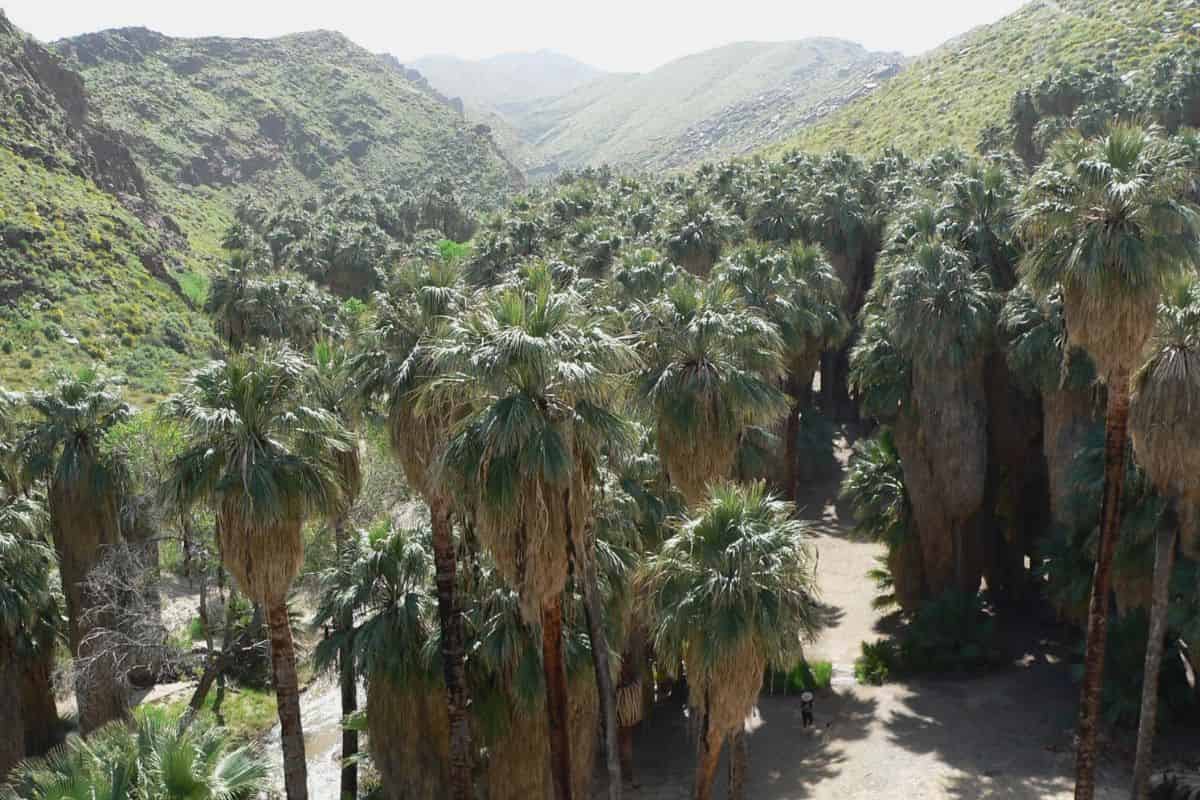 Palms show huge variation in their resistance to drought-induced embolism
