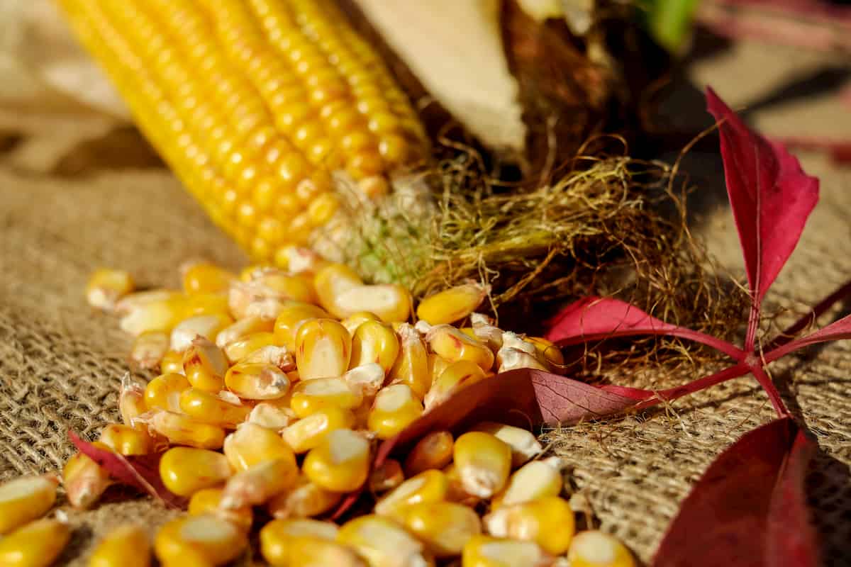 Sweetcorn a better target than other maizes for Zinc biofortification