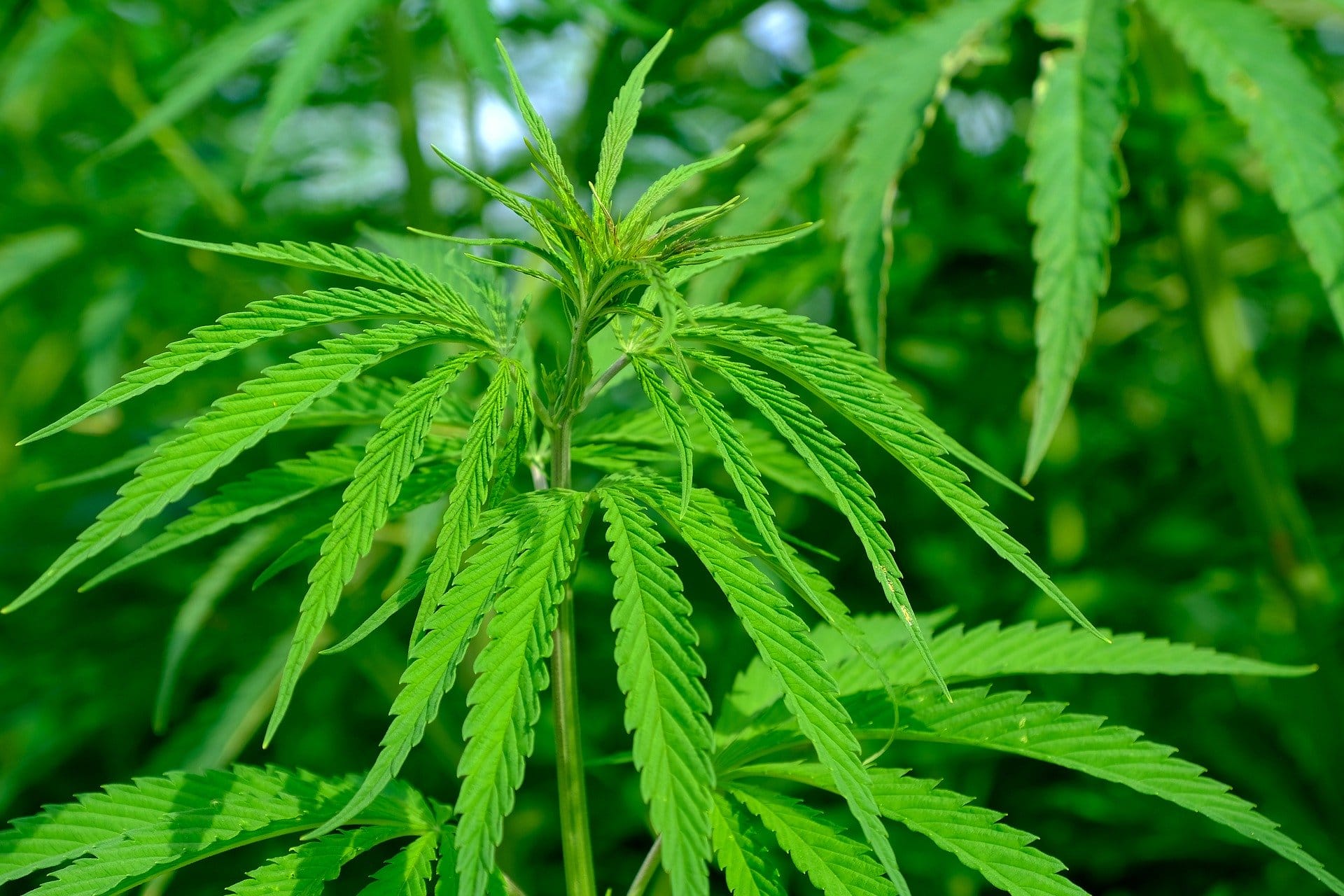 Gene copy number is associated with phytochemistry in Cannabis sativa
