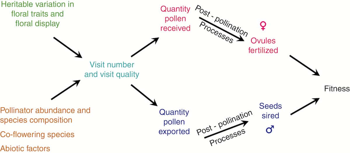 Botanists find out who’s the daddy