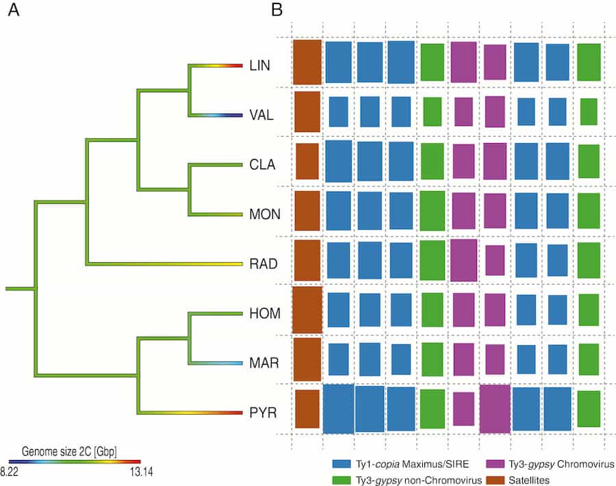 Repetitive DNA is not behind genome size variation in Anacyclus