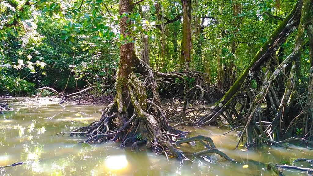 Mutualistic relationship between mangrove plants and diazotrophs