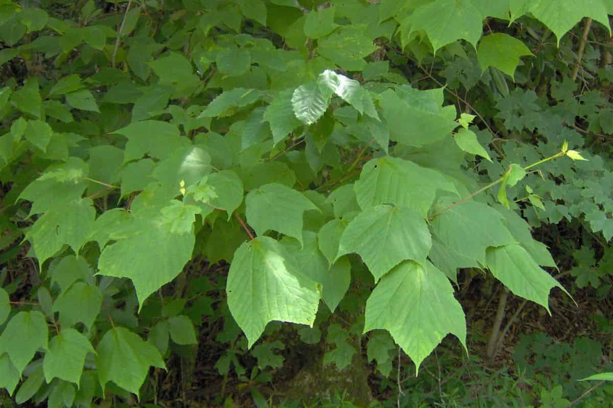 Males become female when striped maples take a health hit