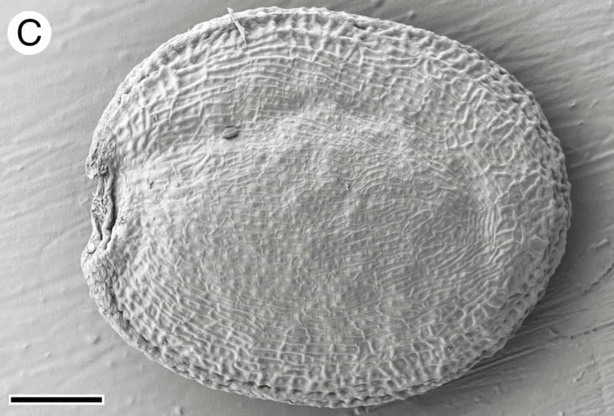 A close-up view of Cardmine hirsuta’s flight jacket