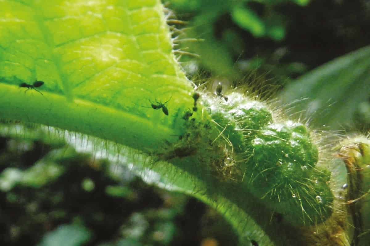 Botanists explore how mint makes a home for ants and mites