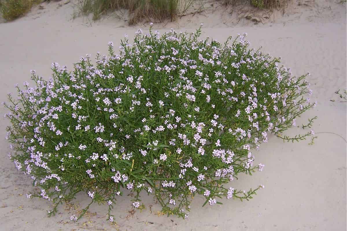 How do plant hybrids aid invasions?