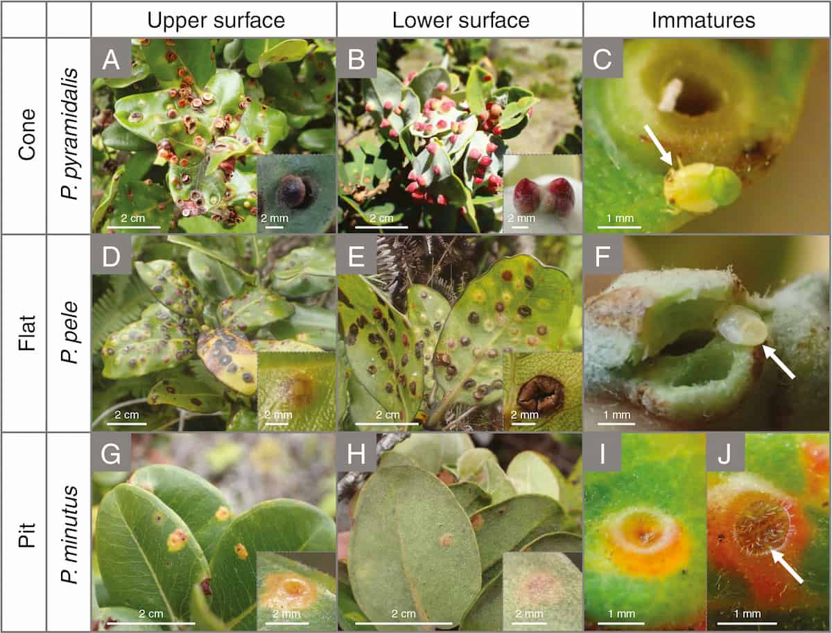 Leaf trichomes may avoid water stress in part by impeding gall formation