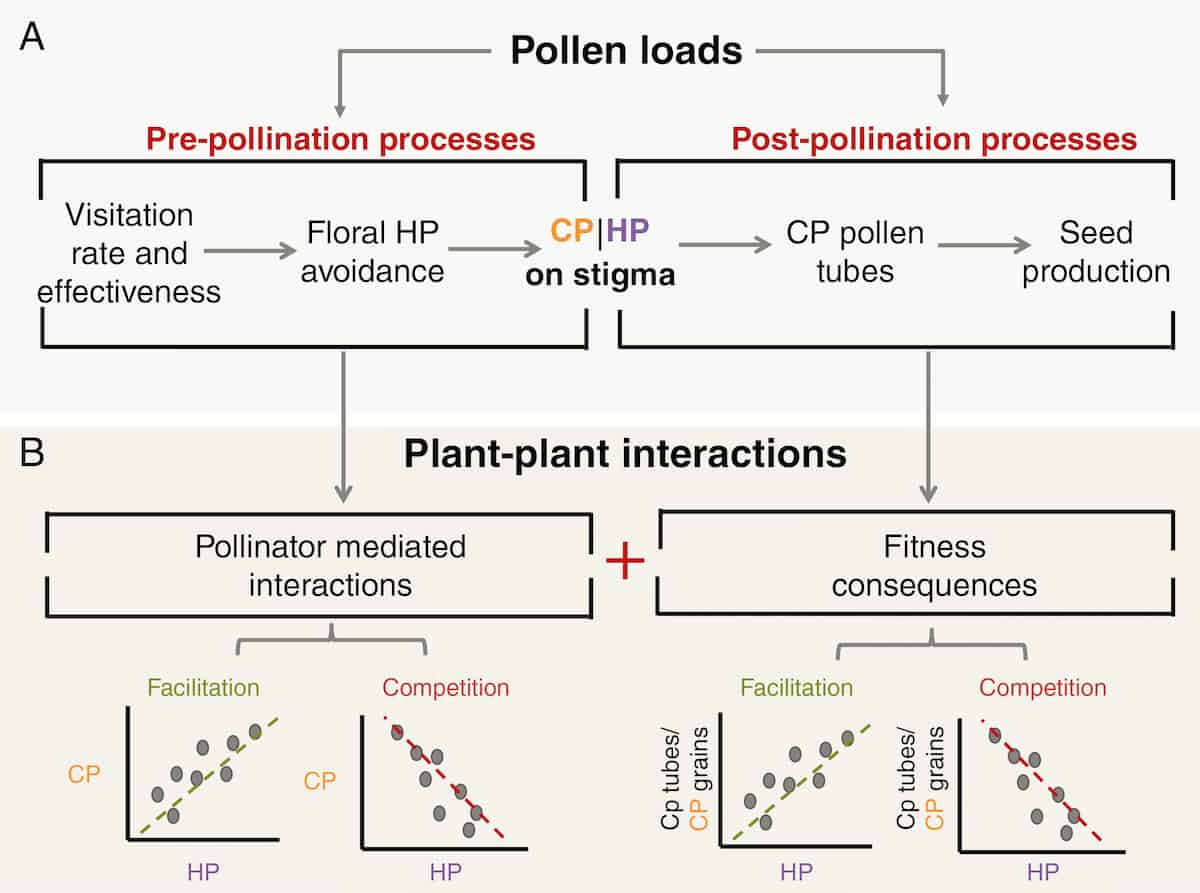 Pollen on stigmas as proxies pollinator effectiveness