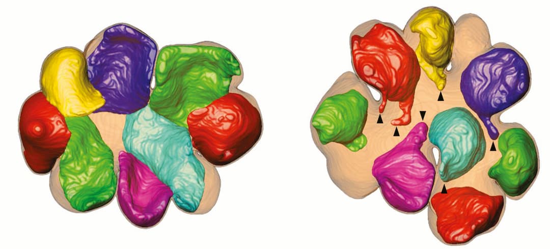 Rice chloroplasts become more spherical under salt stress