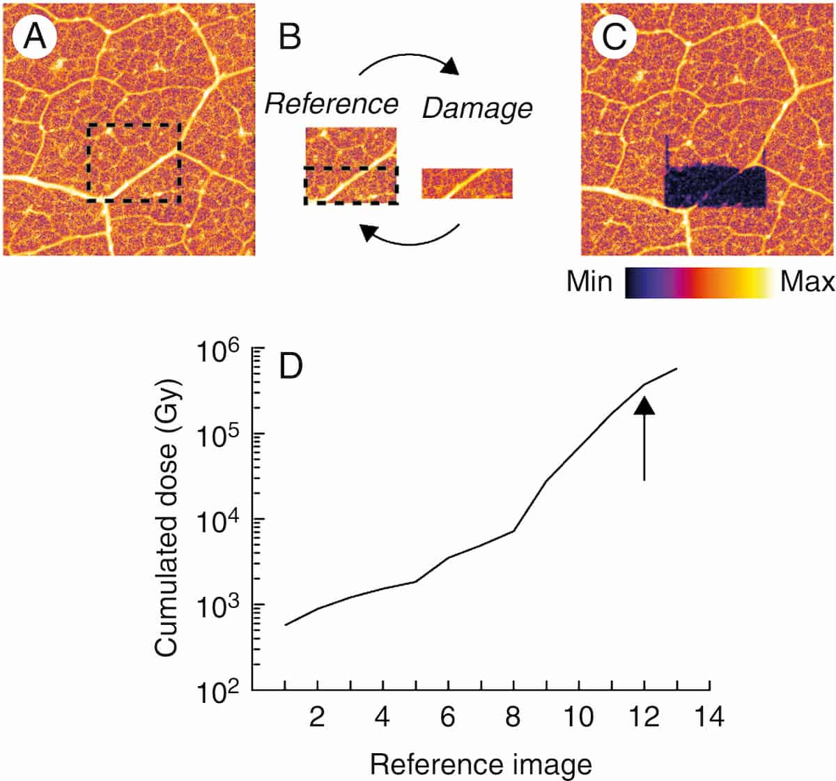 X-ray dose limits for microscopy lower than we thought