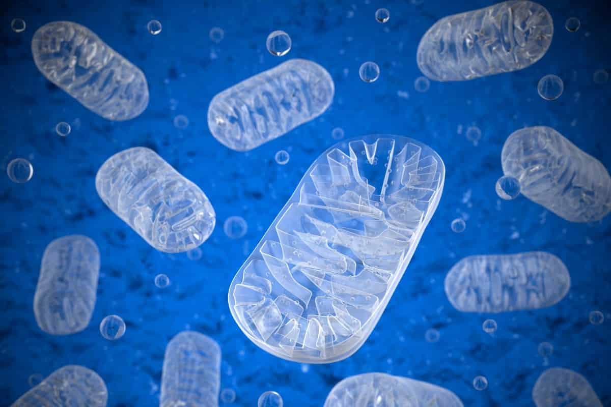 Mitochondria and stress signalling