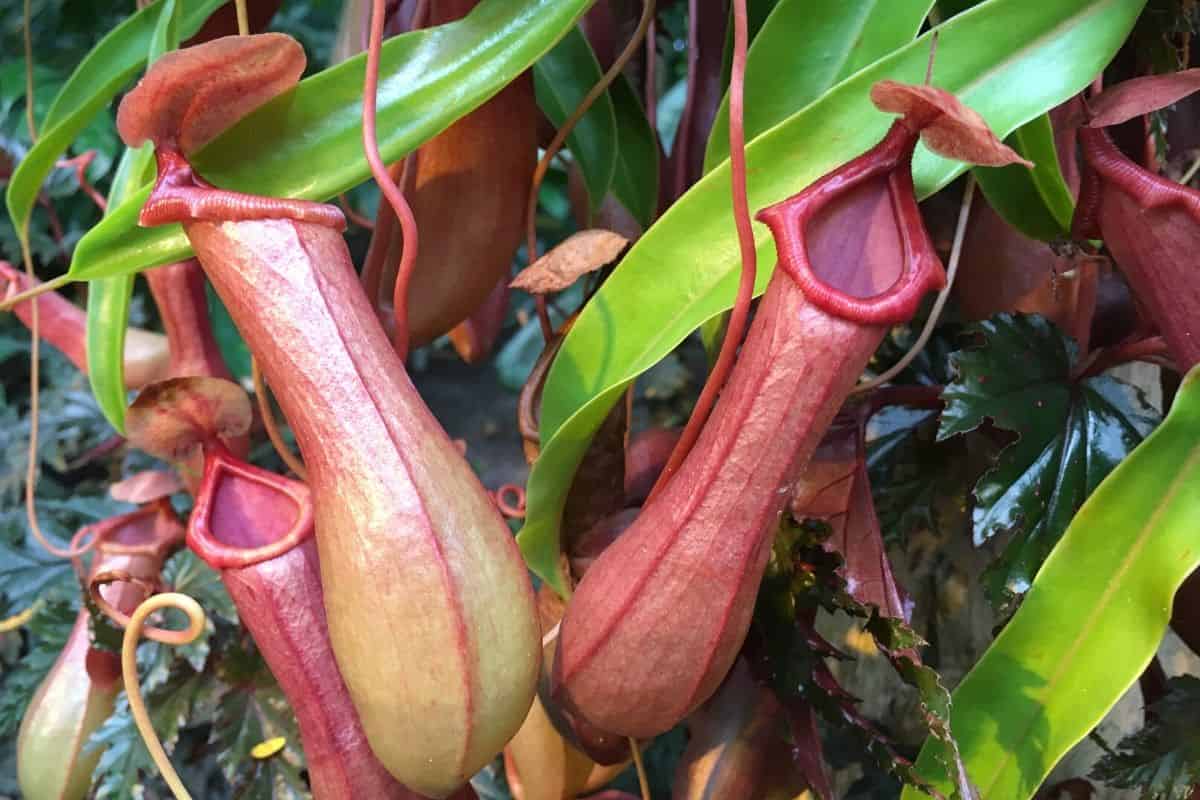 Nepenthes pitcher plants