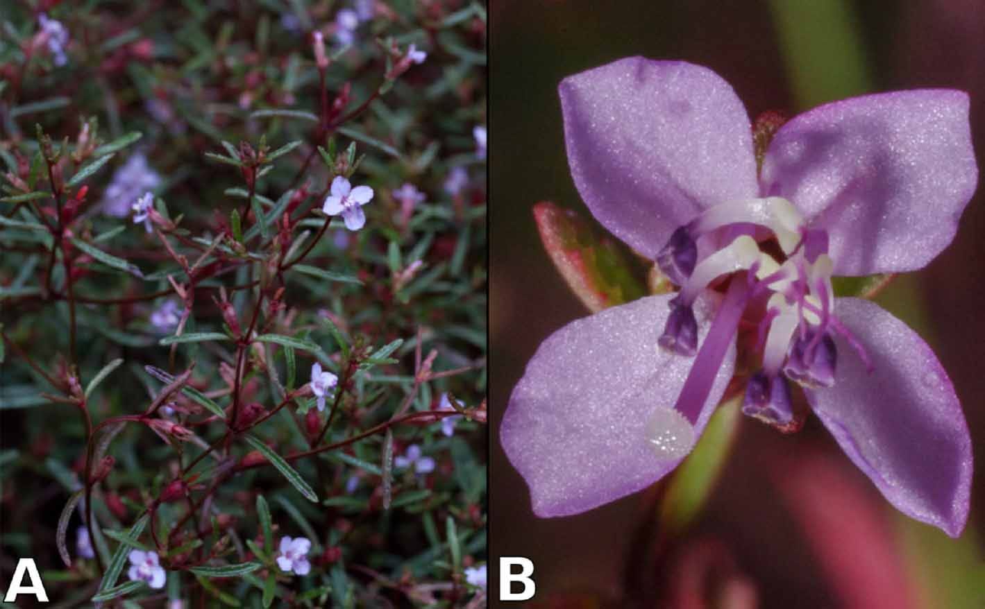 Range-wide  genetic structure of an endemic herb from the Amazonian Savannas