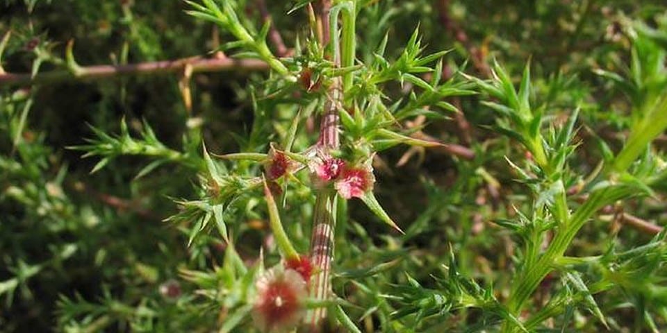 Evolution of increased vigour associated with allopolyploidization in a newly formed invasive species