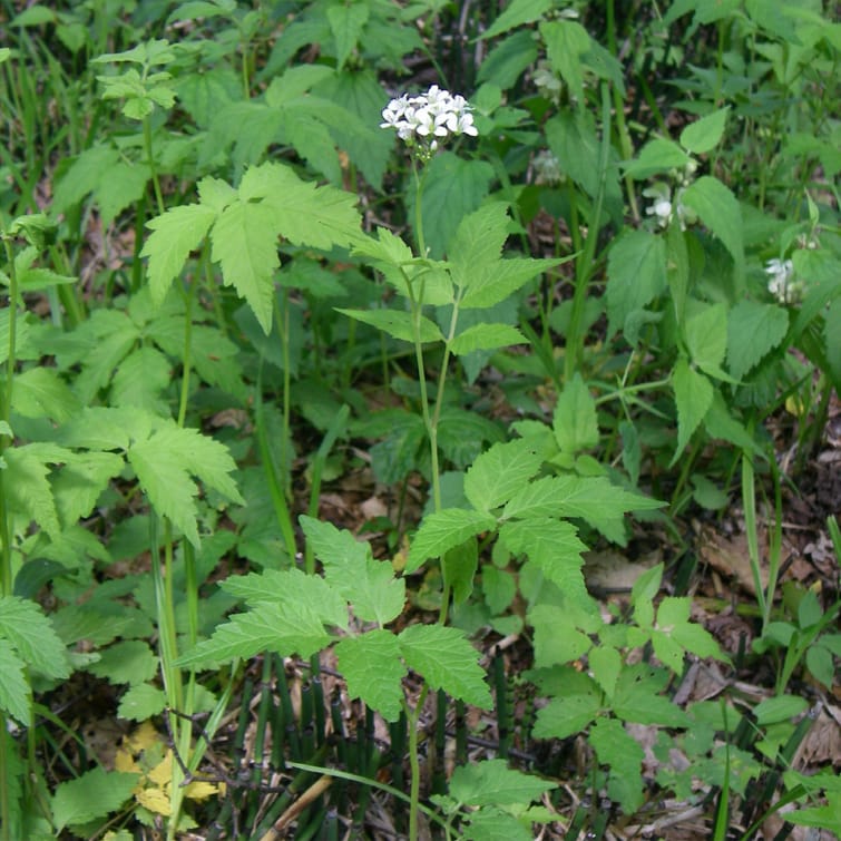 Using genetic analyses to understand population structure and genet assignment of a clonal forest-floor herb