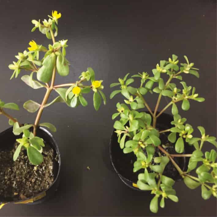 Dimorphism in cleistogamous flowers in Portulaca oleracea