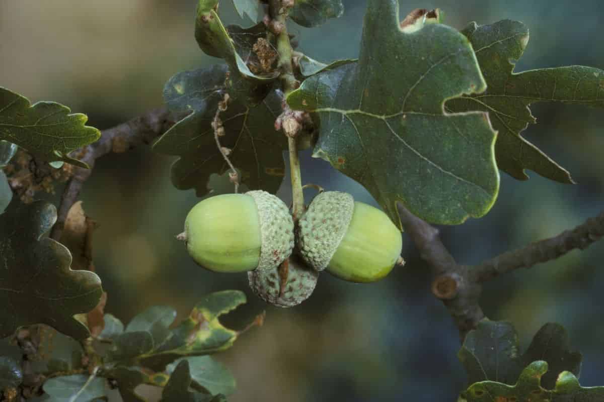 European white oak hybrids can be well-identified with a small set of genetic markers