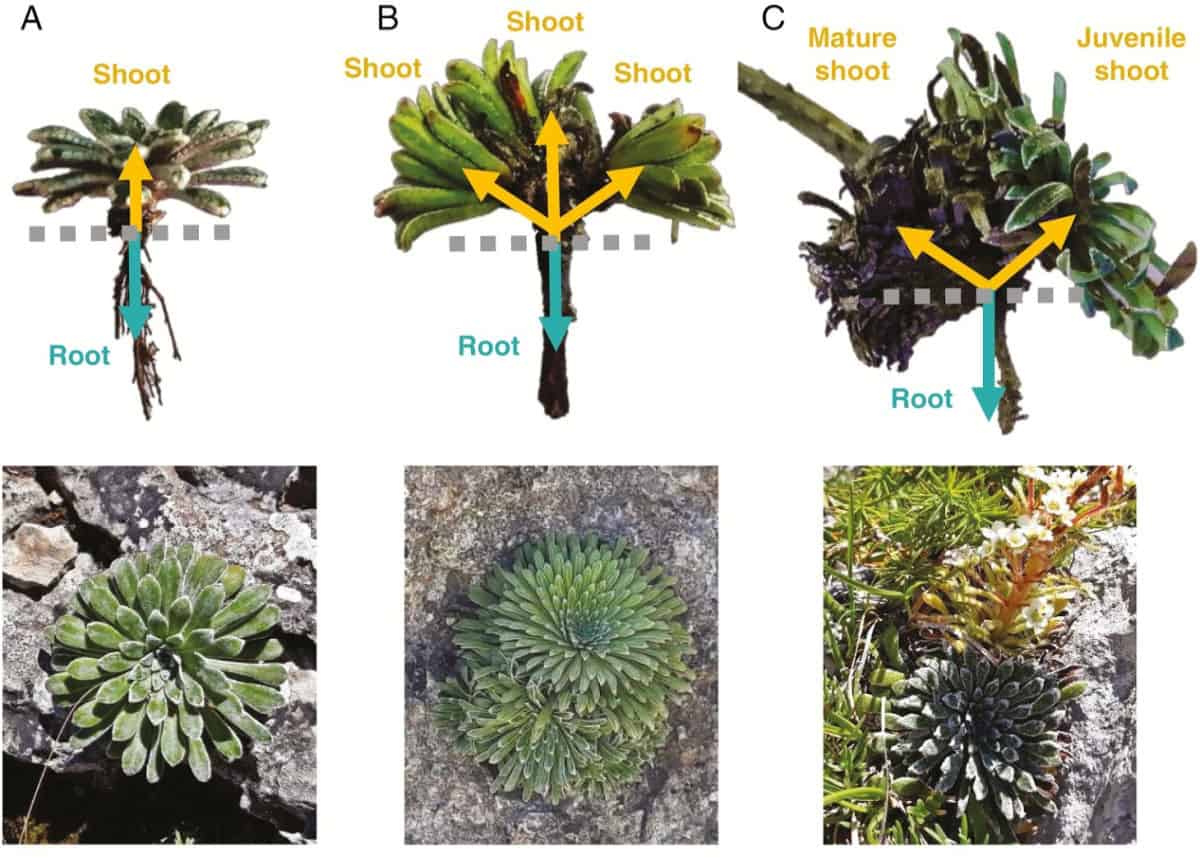 Iberian saxifrage side-steps the grim reaper to extend its lifespan