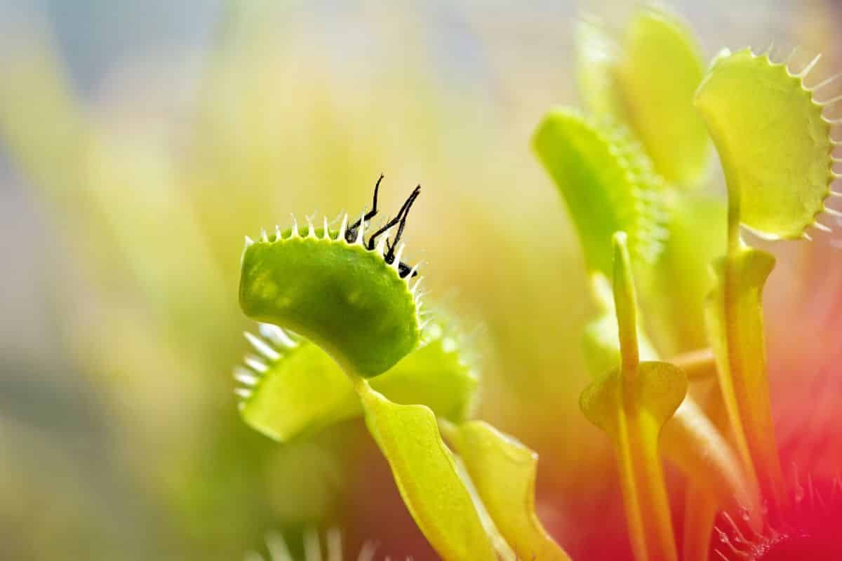 Venus fly trap with prey