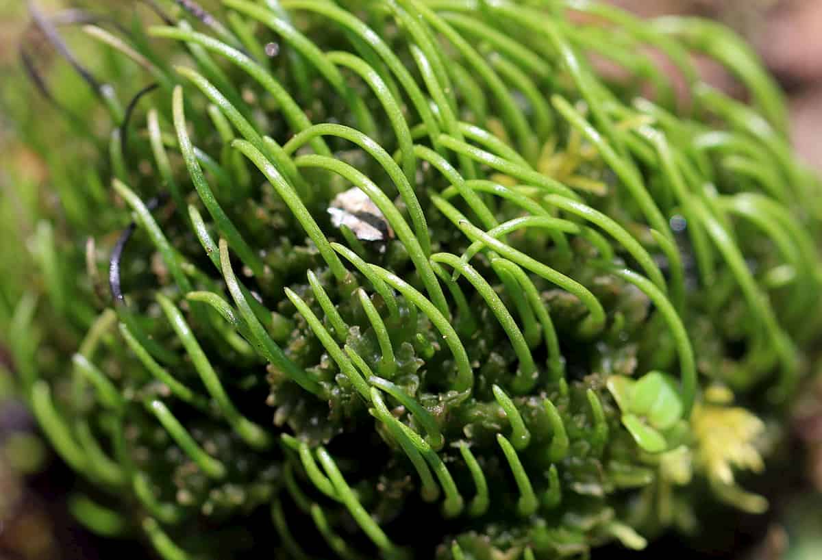 Can you find genetic echoes of an ancient ancestor in hornworts?