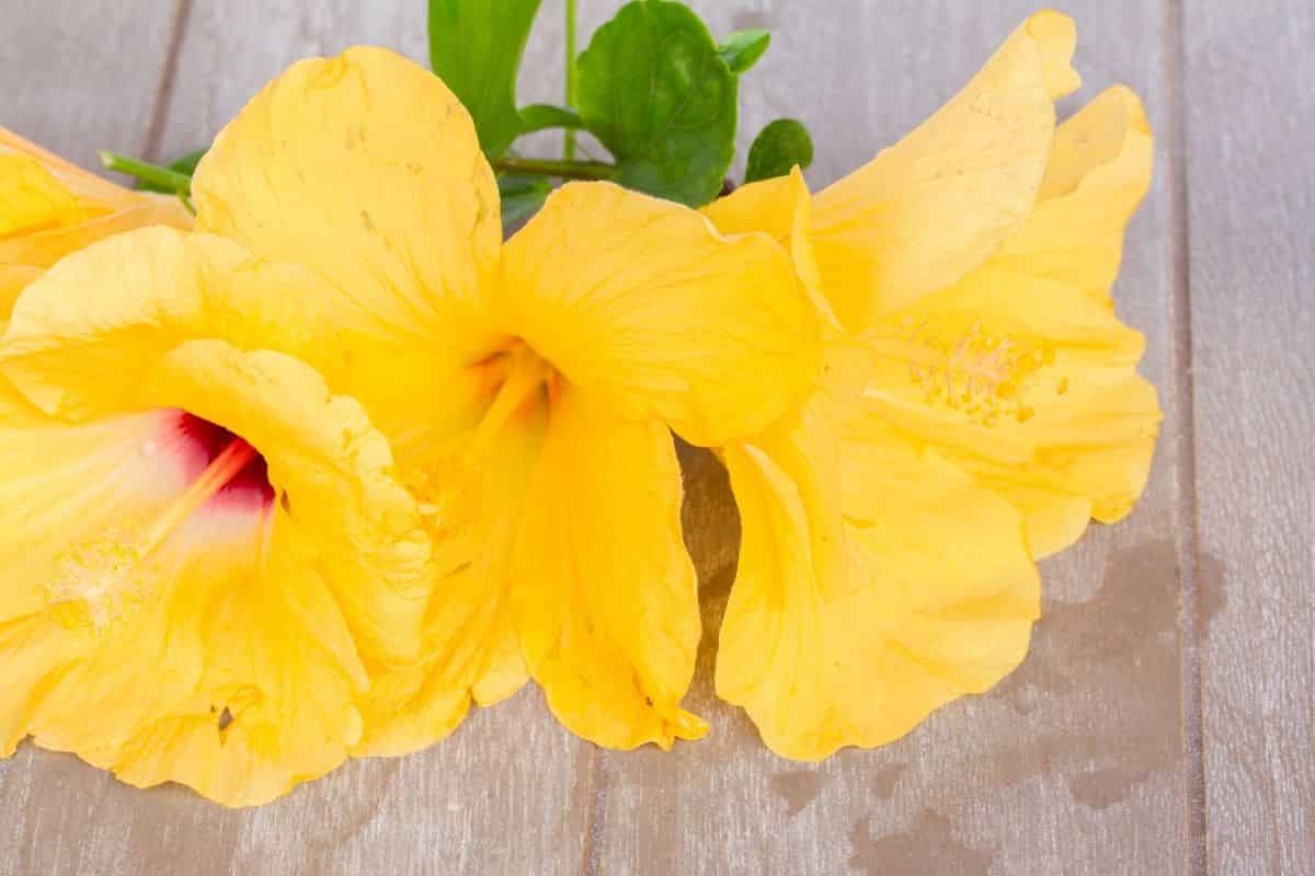 Invaders and Natives show different variability in Hawaii